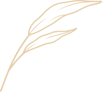 dessin double feuilles beige