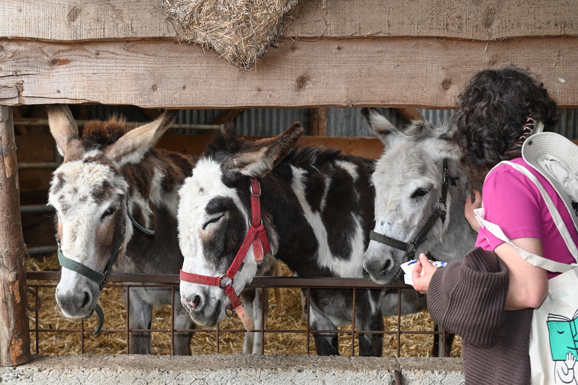 asinerie charente maritime