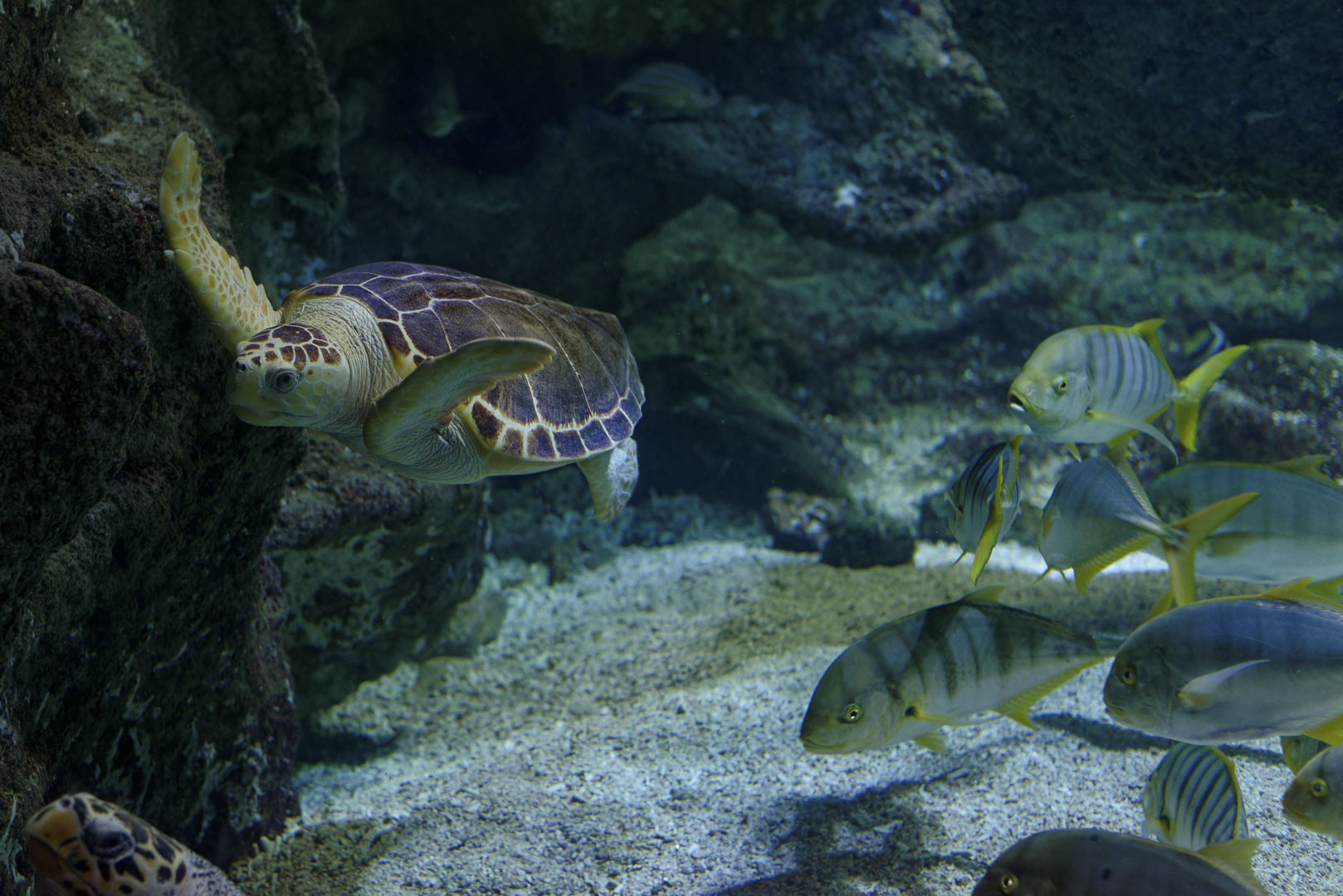 camping proche de laquarium de la rochelle charente maritime