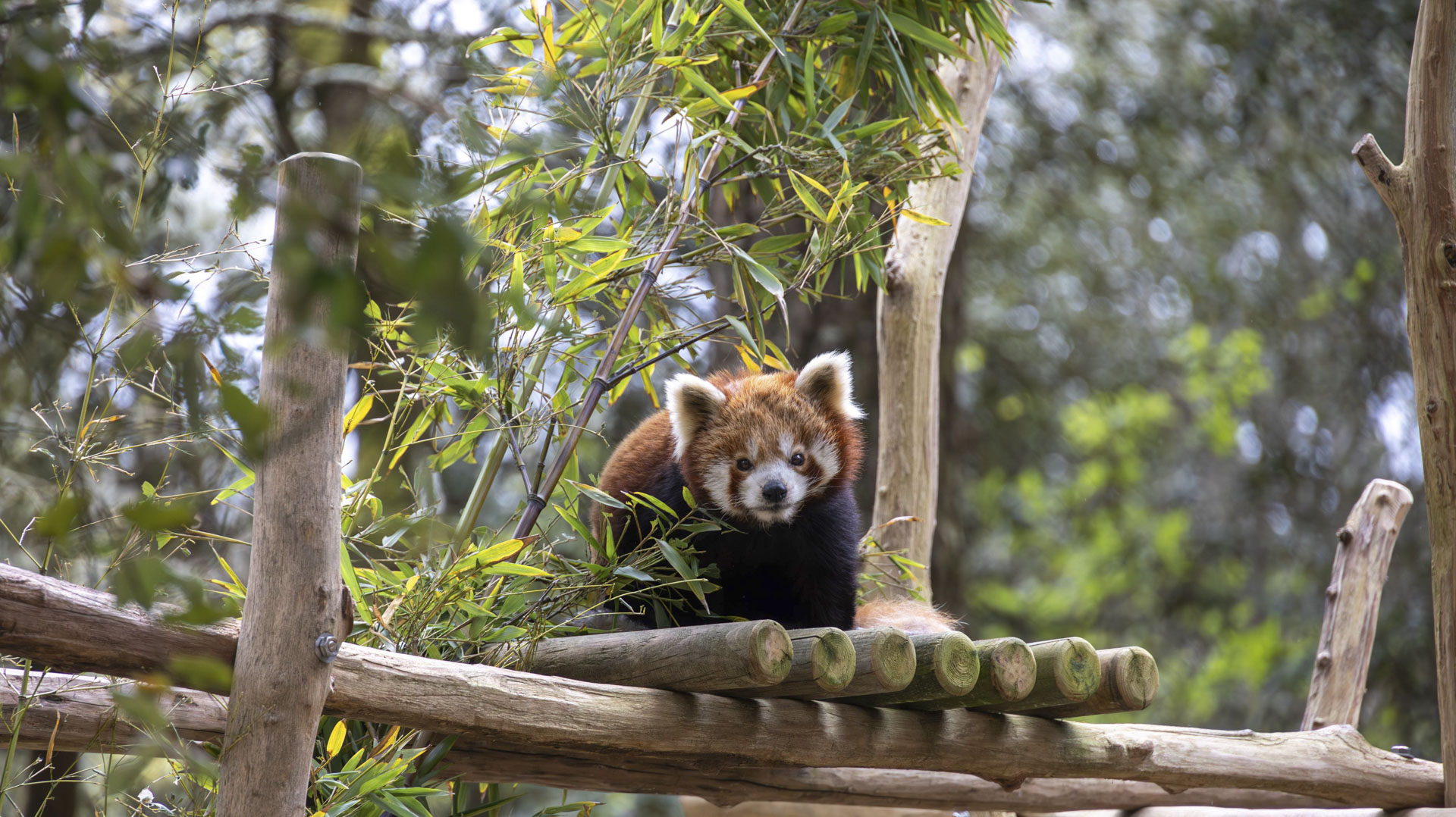 camping near la palmyre zoo charente maritime