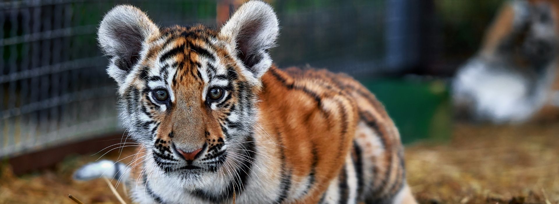 camping in de buurt van la palmyre dierentuin