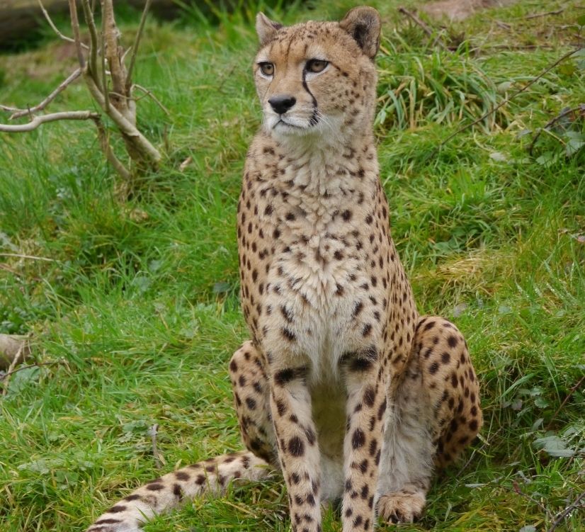 camping val de boutonne proche zoo