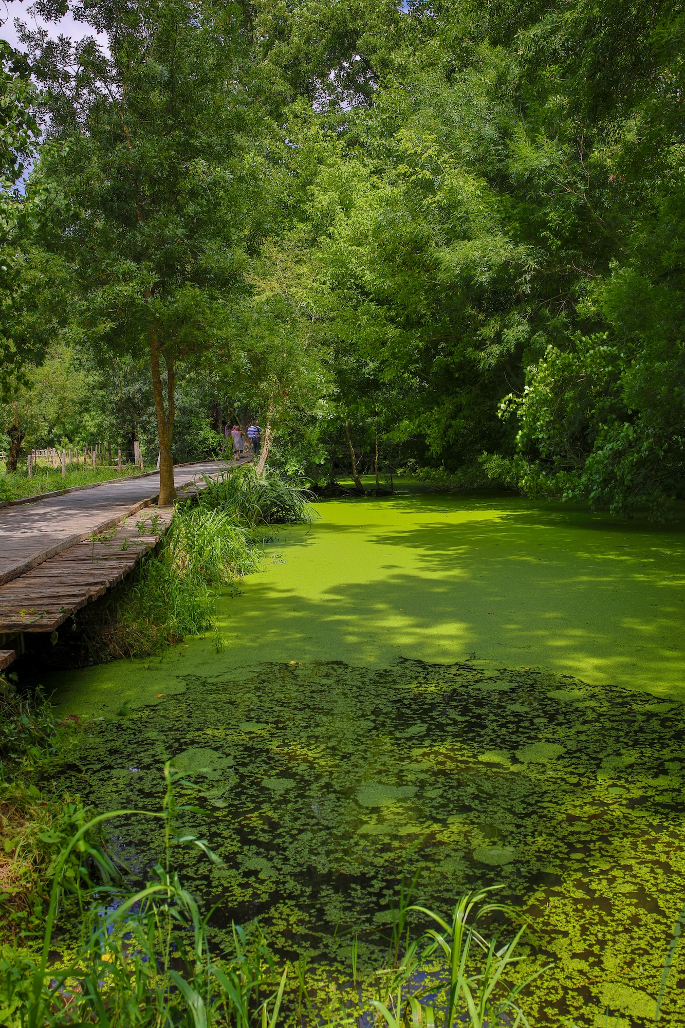 charente maritime marais