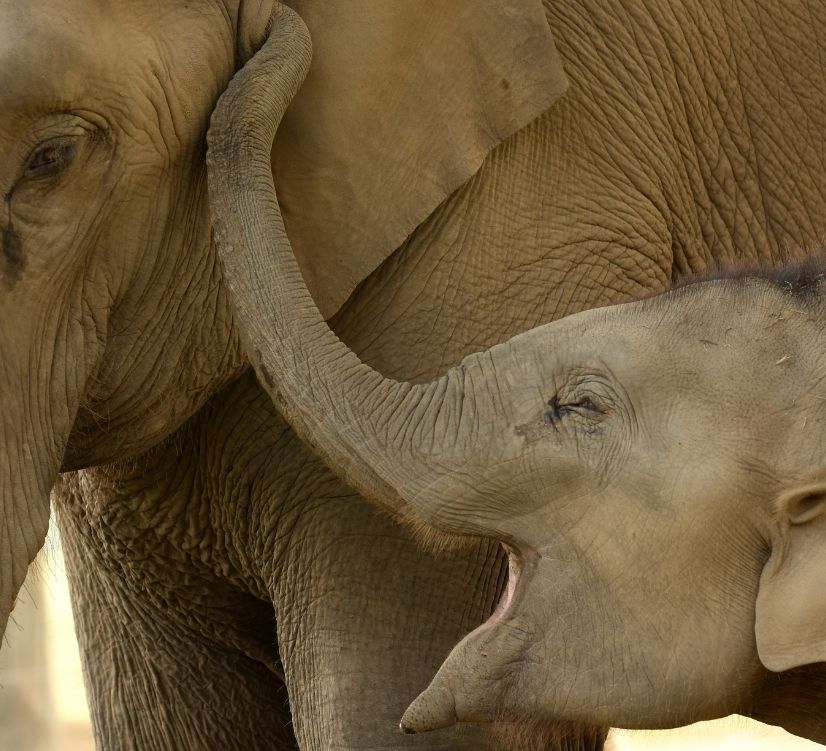 elephant zoo de la palmyre