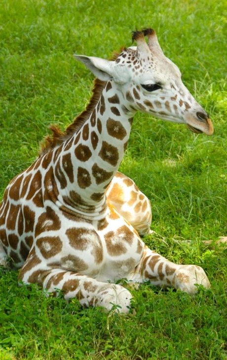 girafon dierentuin la palmyre