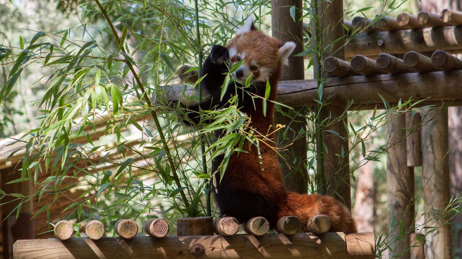 rode panda camping bij dierentuin