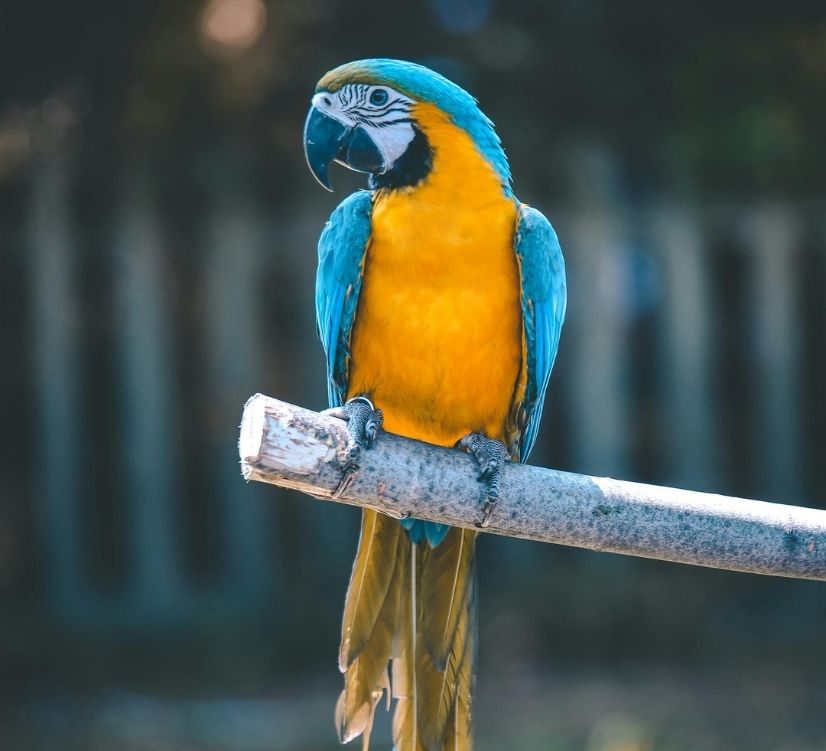 peroquet zoo palmyre camping val de boutonne