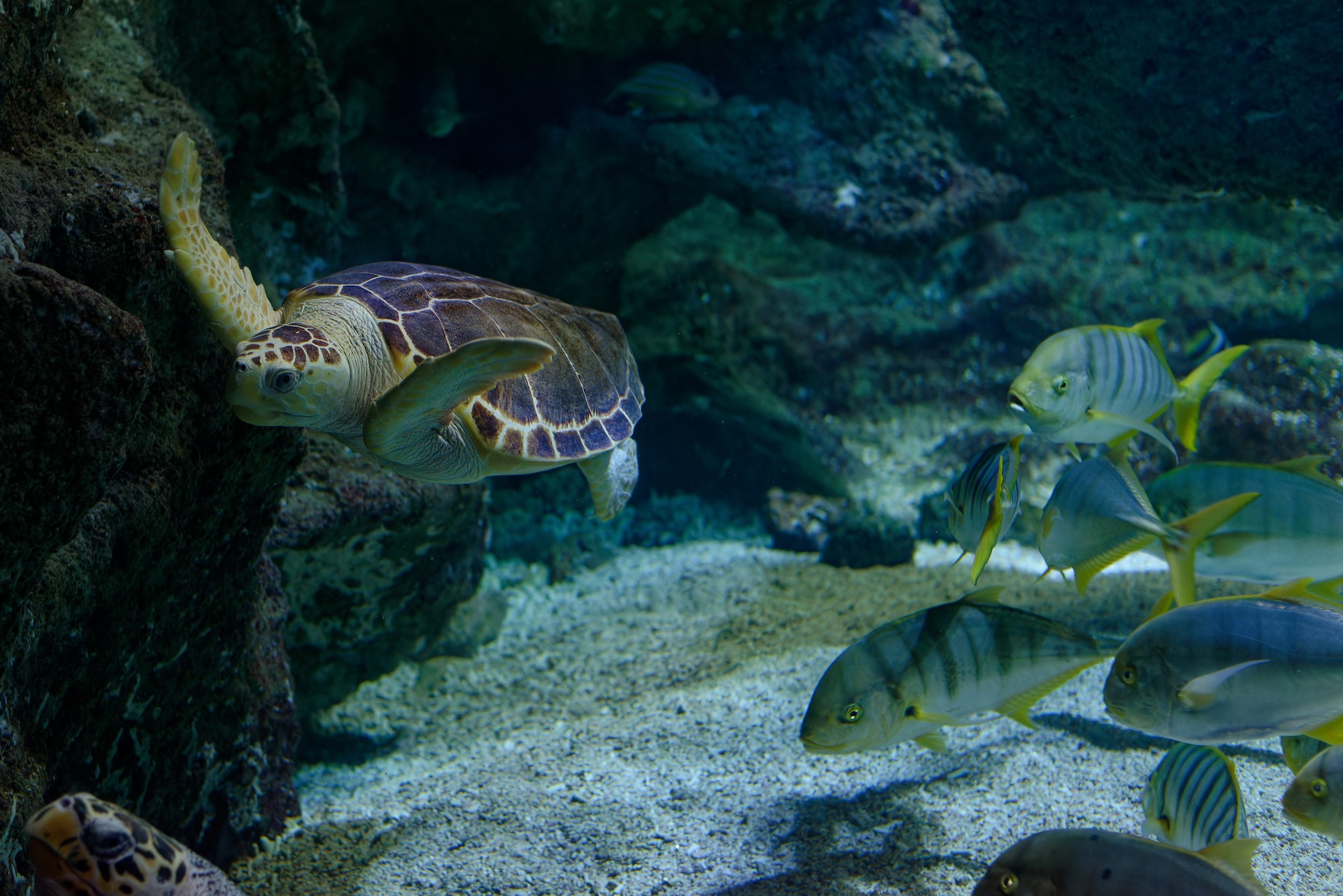 turtle aquarium la rochelle