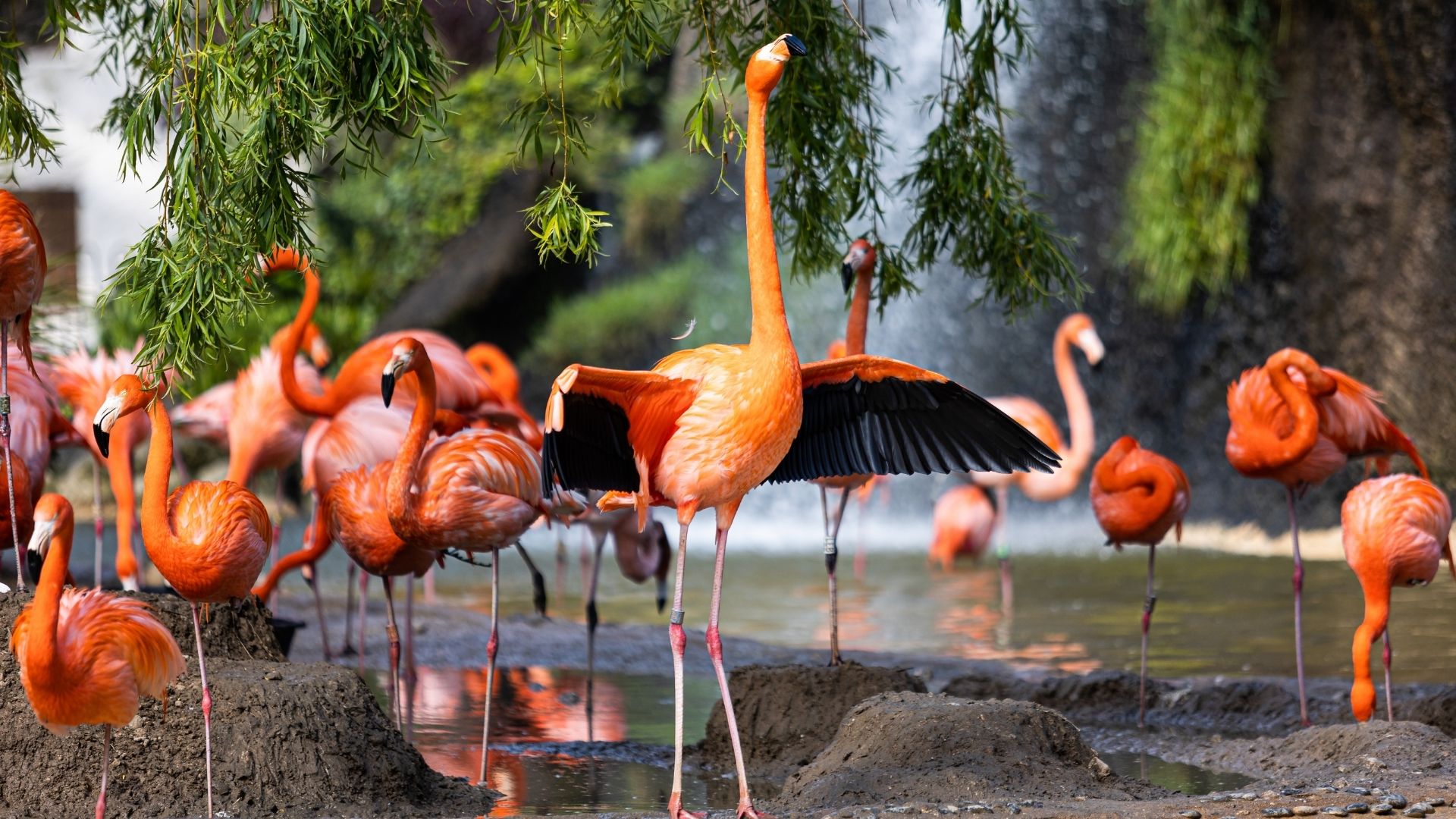 la palmyre dierentuin